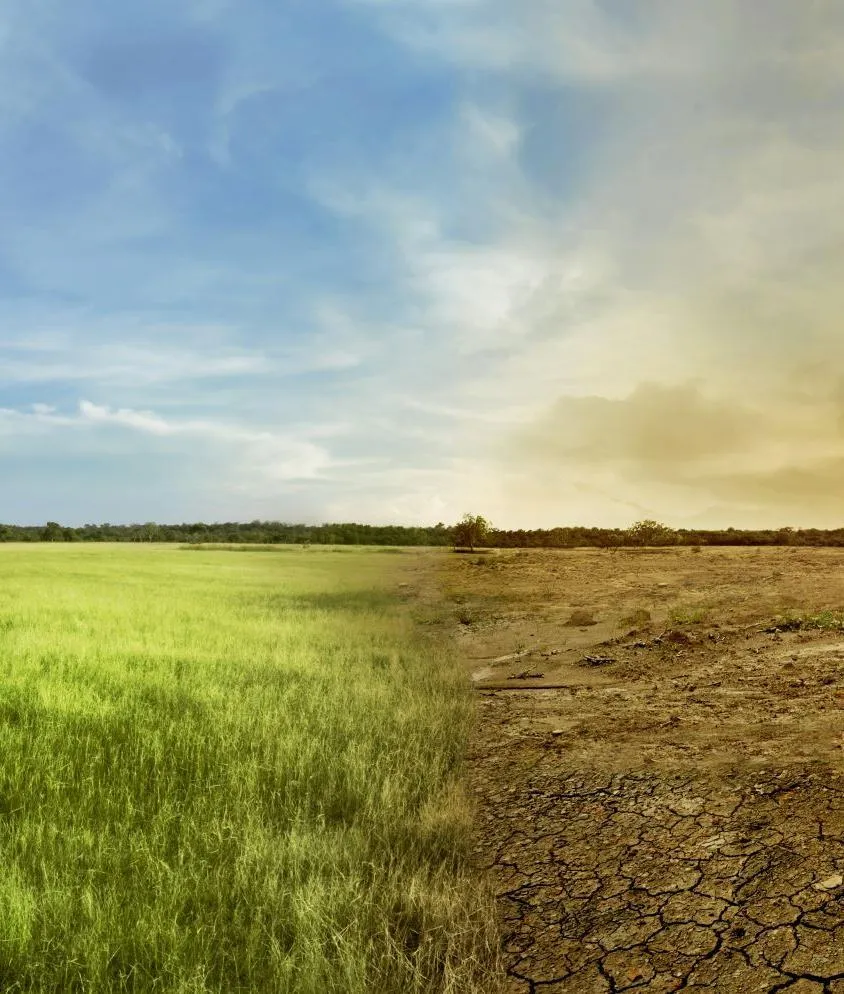 Paisaje dividido entre vegetación y suelo seco